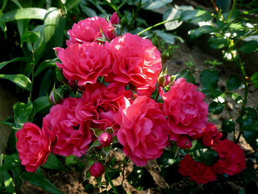 972356 (a): :2400x1800